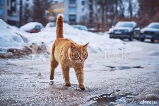 Afbeeldingen van Fiery-red cat walks on wet asphalt and puddles on the background of the usual urban landscape